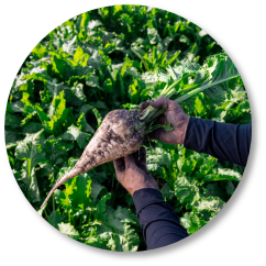Agronomics Beetcirclegraphic